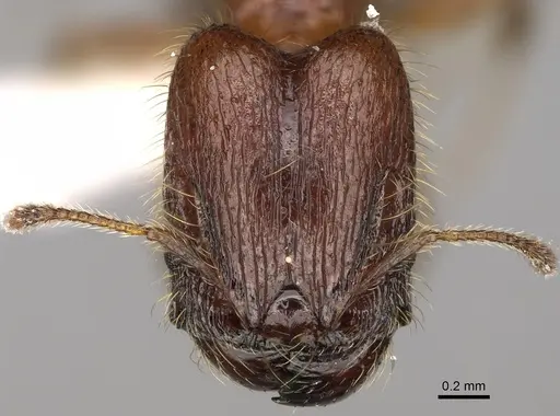Pheidole cahui - CASENT0611057