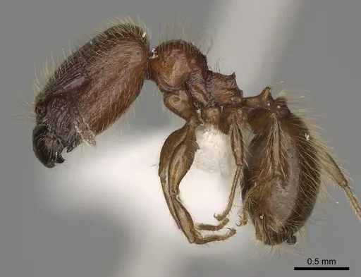 Pheidole cahui - CASENT0611057
