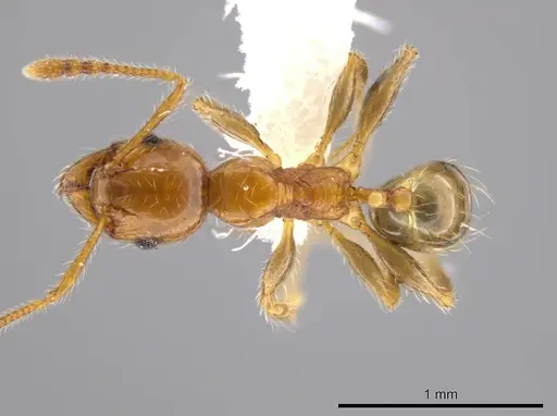 Pheidole cahui - CASENT0611059