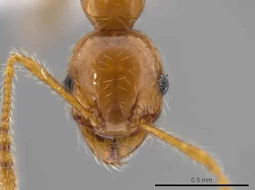 Pheidole cahui - CASENT0611059
