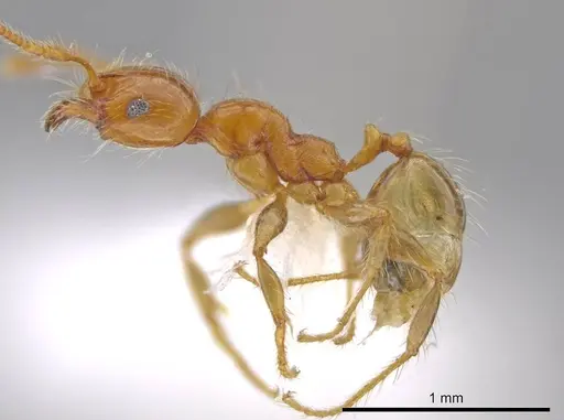 Pheidole cahui - CASENT0611059