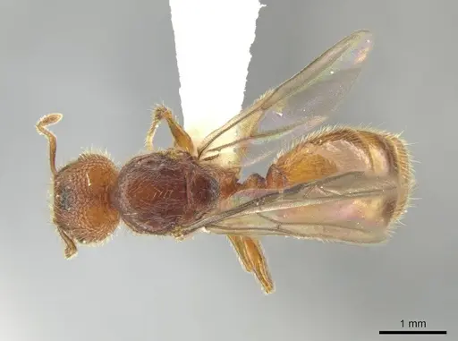 Pheidole cahui - CASENT0613042
