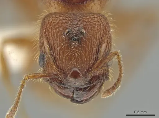 Pheidole cahui - CASENT0613042