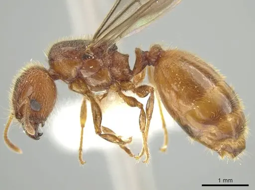 Pheidole cahui - CASENT0613042