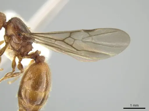 Pheidole cahui - CASENT0613042