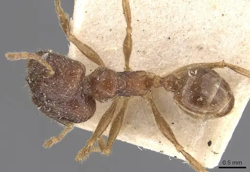 Pheidole cairnsiana specimen