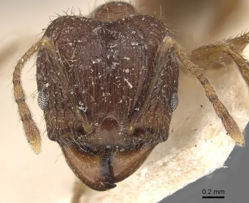 Pheidole cairnsiana specimen