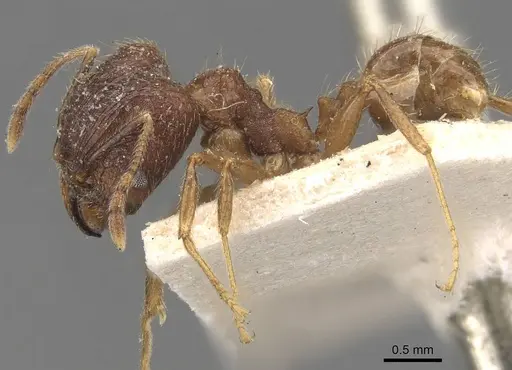 Pheidole cairnsiana specimen