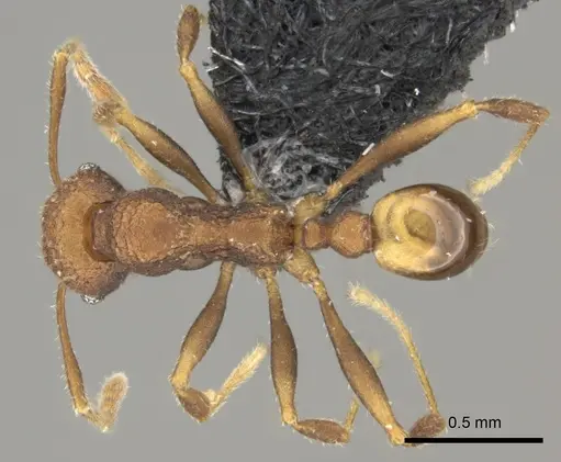 Pheidole caldwelli specimen