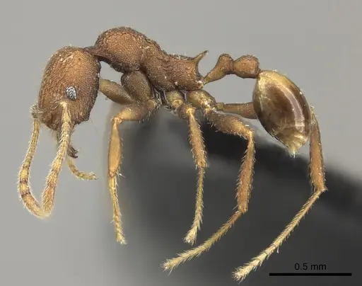 Pheidole caldwelli specimen
