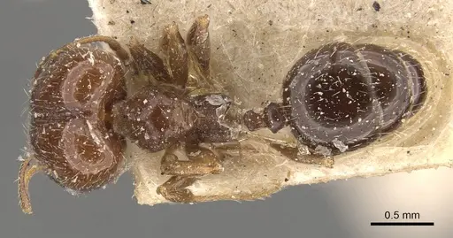 Pheidole calens specimen