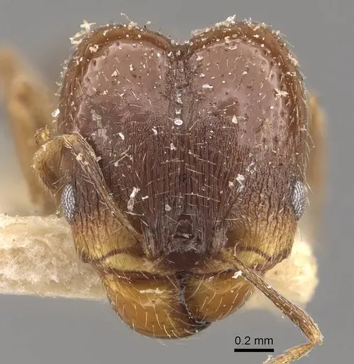 Pheidole calens specimen