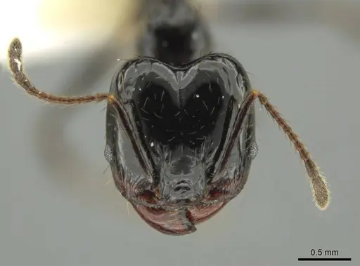 Pheidole caliginosa specimen