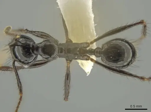 Pheidole caliginosa - CASENT0632079