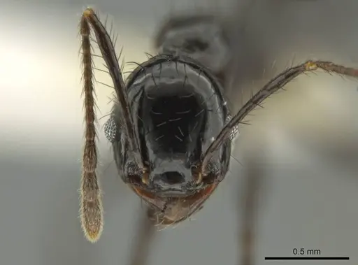 Pheidole caliginosa - CASENT0632079