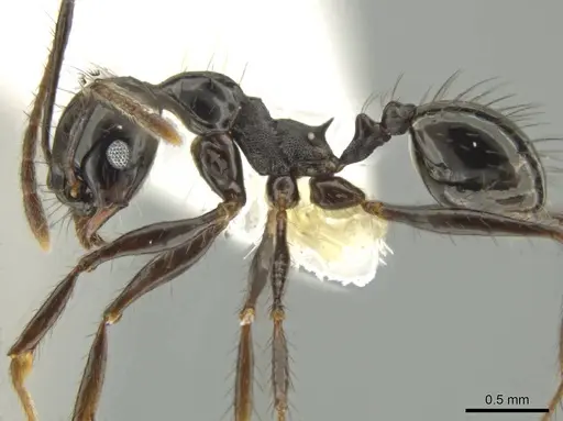 Pheidole caliginosa - CASENT0632079