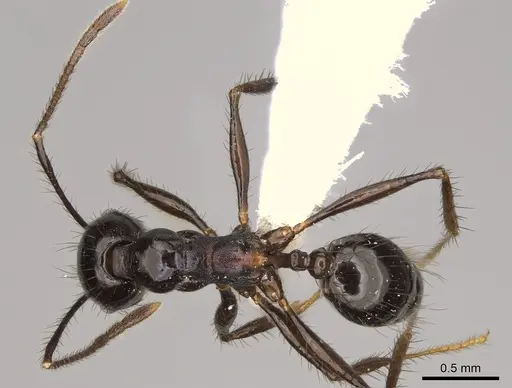 Pheidole caliginosa - CASENT0646459