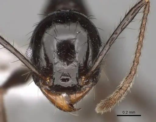 Pheidole caliginosa - CASENT0646459