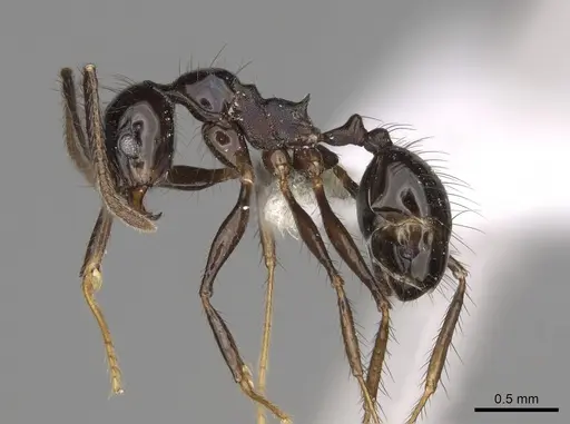 Pheidole caliginosa - CASENT0646459