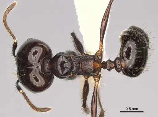 Pheidole caliginosa - CASENT0646460