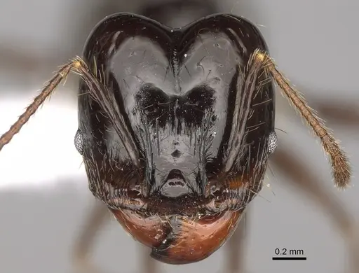 Pheidole caliginosa - CASENT0646460