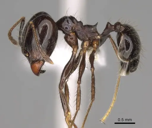 Pheidole caliginosa - CASENT0646460