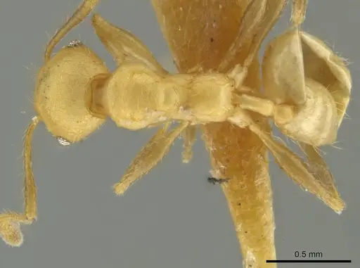 Pheidole caltrop specimen