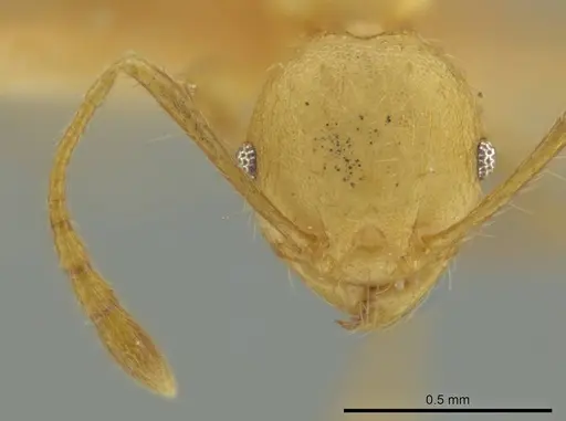 Pheidole caltrop specimen