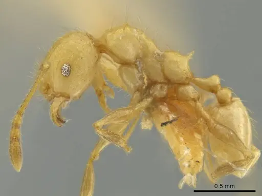 Pheidole caltrop specimen