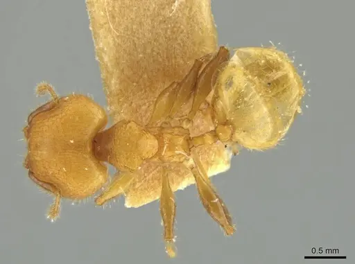 Pheidole caltrop - JTLC000016335
