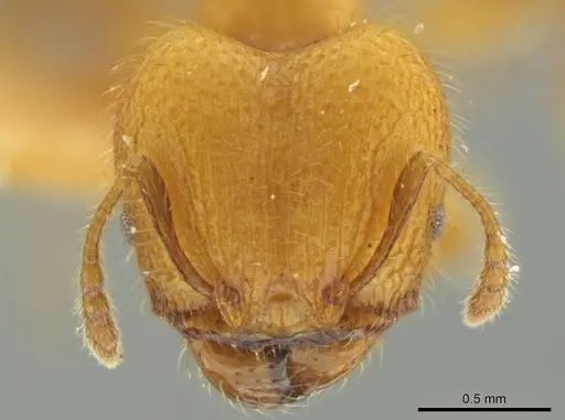 Pheidole caltrop - JTLC000016335