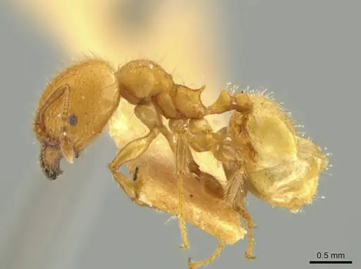 Pheidole caltrop - JTLC000016335