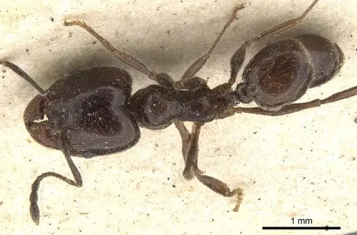 Pheidole cameroni specimen
