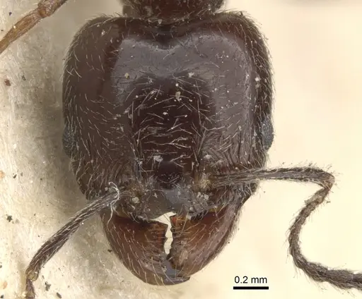 Pheidole cameroni specimen