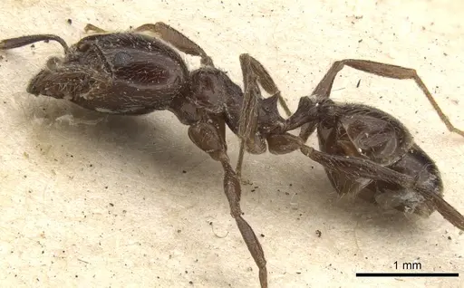 Pheidole cameroni specimen