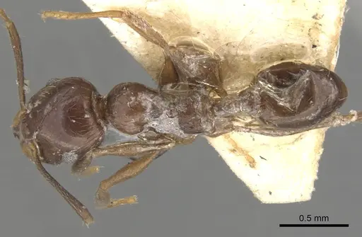 Pheidole cameroni - CASENT0901572