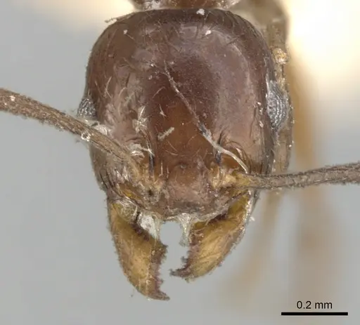 Pheidole cameroni - CASENT0901572