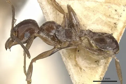 Pheidole cameroni - CASENT0901572