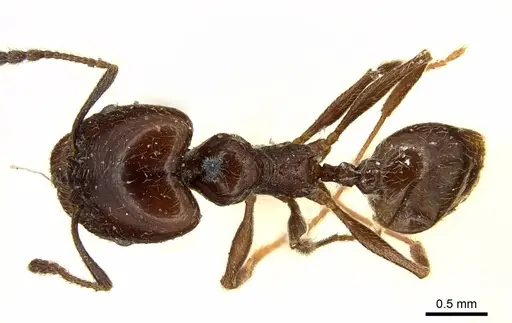 Pheidole cameroni - CASENT0916054