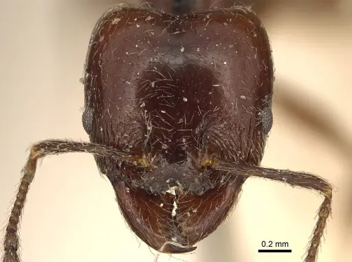 Pheidole cameroni - CASENT0916054