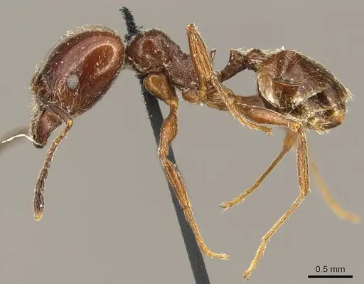 Pheidole cameroni - CASENT0916054