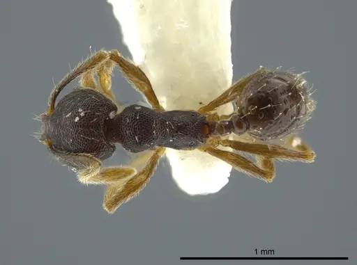 Pheidole camilla specimen