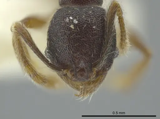 Pheidole camilla specimen