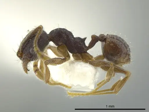 Pheidole camilla specimen