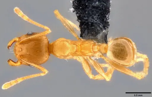 Pheidole capellinii specimen