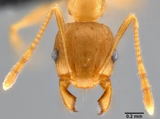 Pheidole capellinii specimen