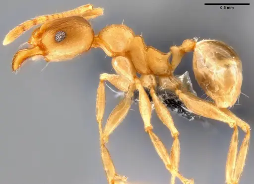 Pheidole capellinii specimen