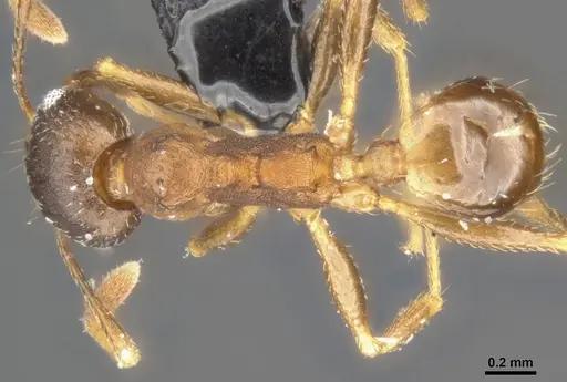 Pheidole capellinii - CASENT0284034
