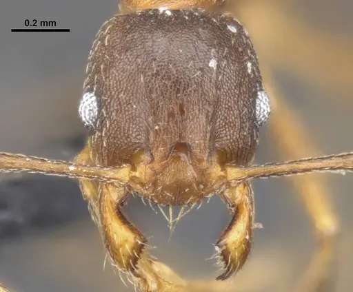 Pheidole capellinii - CASENT0284034