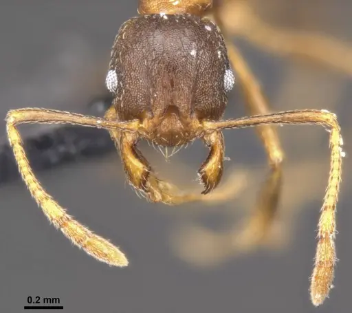 Pheidole capellinii - CASENT0284034